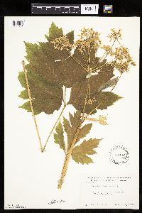 Heracleum maximum image
