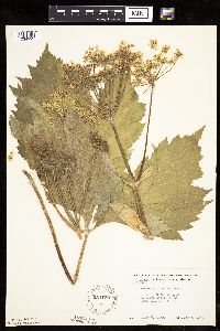 Heracleum maximum image