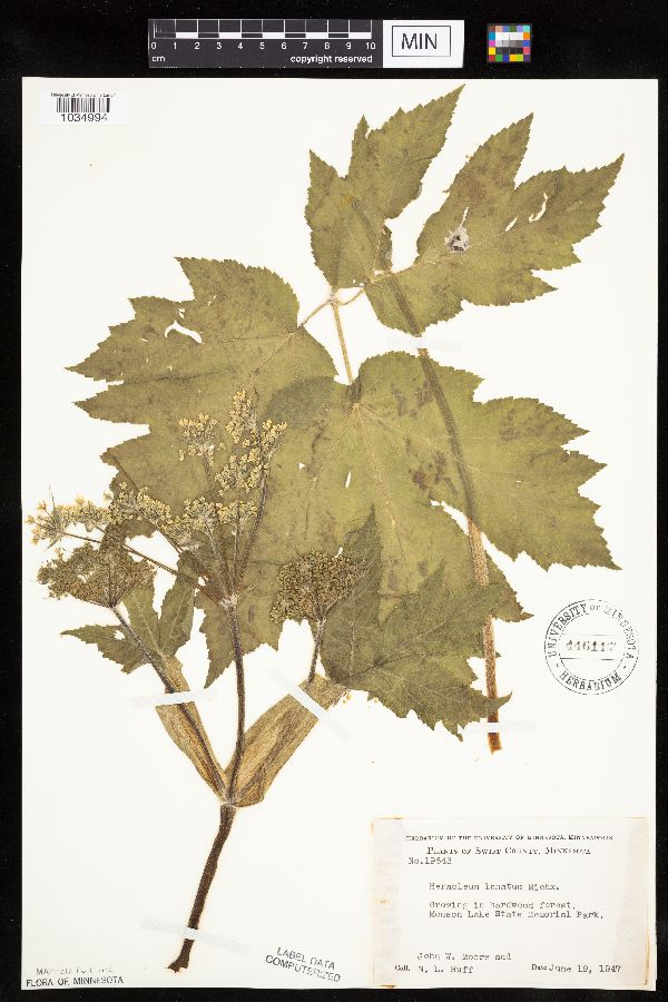 Heracleum maximum image