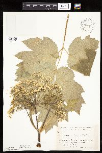 Heracleum maximum image