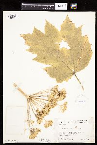 Heracleum maximum image