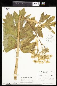 Heracleum maximum image