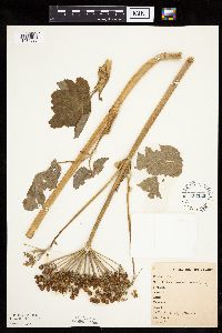 Heracleum maximum image