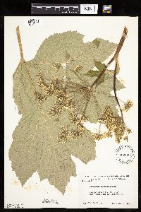 Heracleum maximum image