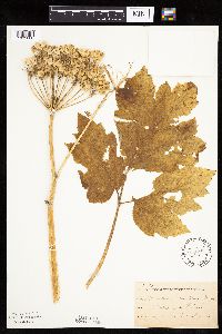 Heracleum maximum image