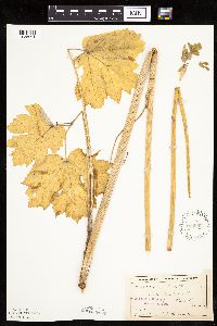 Heracleum maximum image