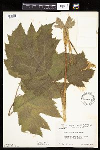 Heracleum maximum image