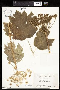 Heracleum maximum image
