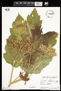 Heracleum maximum image