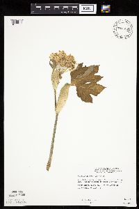 Heracleum maximum image