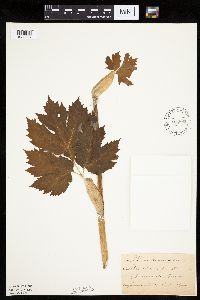 Heracleum maximum image
