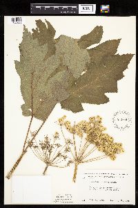 Heracleum maximum image
