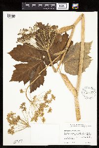 Heracleum maximum image