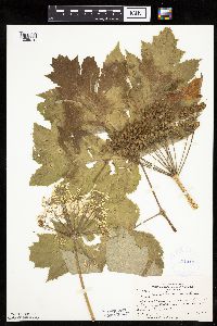 Heracleum maximum image