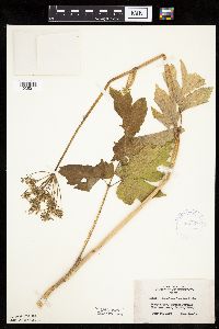 Heracleum maximum image