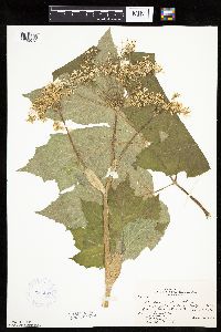 Image of Heracleum lanatum