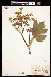 Heracleum maximum image