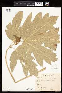 Heracleum maximum image