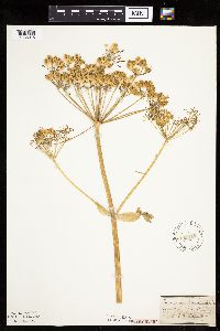 Heracleum maximum image