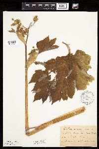 Heracleum maximum image