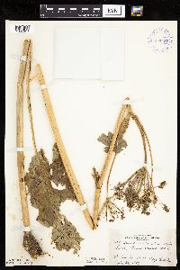 Heracleum maximum image