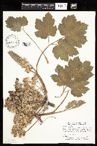 Heracleum maximum image