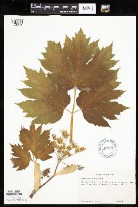 Heracleum maximum image