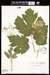 Heracleum maximum image
