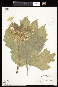 Heracleum maximum image