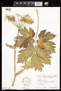 Heracleum maximum image
