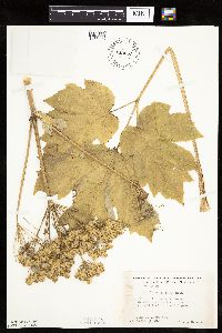 Heracleum maximum image
