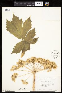 Heracleum maximum image