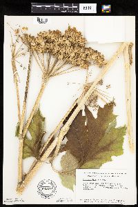 Image Associated With the Occurrence