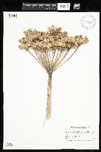 Heracleum maximum image