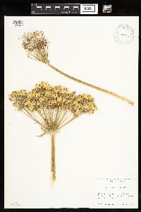 Heracleum maximum image