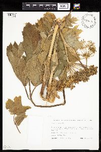 Heracleum maximum image