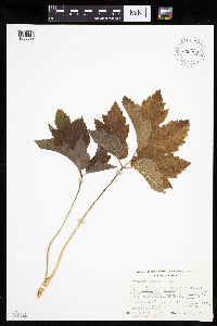 Heracleum maximum image