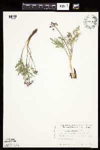 Lomatium orientale image