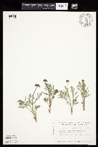 Lomatium orientale image