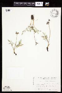 Lomatium orientale image