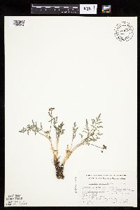 Lomatium orientale image