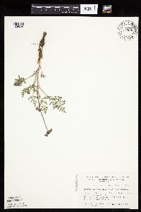 Lomatium orientale image