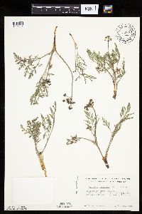 Lomatium orientale image