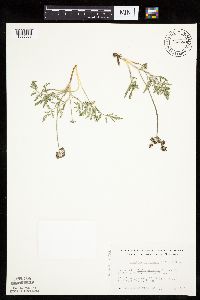 Lomatium orientale image