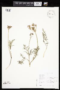 Lomatium orientale image