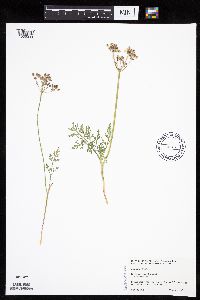 Lomatium orientale image