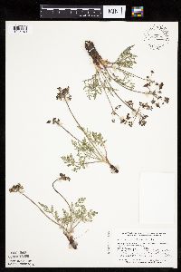 Lomatium orientale image