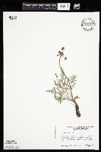 Lomatium orientale image