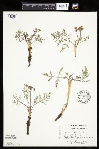 Lomatium orientale image