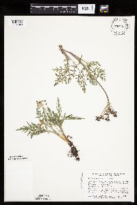 Lomatium orientale image